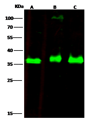 EBAG9/RCAS1 Antibody - Azide and BSA Free