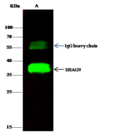 EBAG9/RCAS1 Antibody - Azide and BSA Free