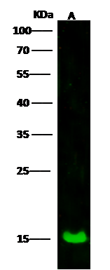 LSM1 Antibody - Azide and BSA Free