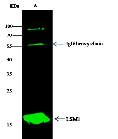 LSM1 Antibody - Azide and BSA Free