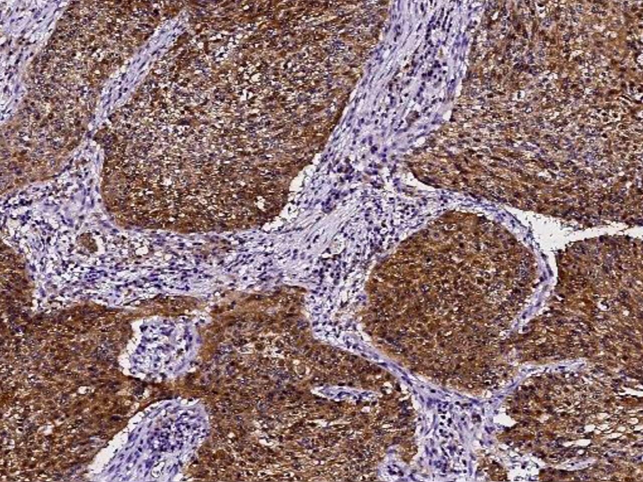 PDRG1 Antibody - Azide and BSA Free