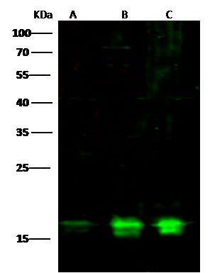 PPIL1 Antibody - Azide and BSA Free