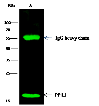 PPIL1 Antibody - Azide and BSA Free