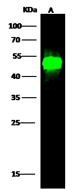 LSP1 Antibody - Azide and BSA Free
