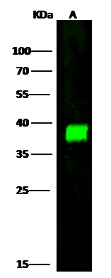 CapG Antibody - Azide and BSA Free