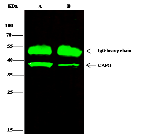 CapG Antibody - Azide and BSA Free