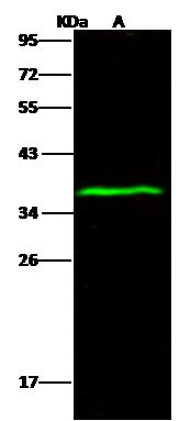 Sodium Potassium ATPase Beta 1 Antibody - Azide and BSA Free
