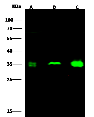 CKAP1 Antibody - Azide and BSA Free