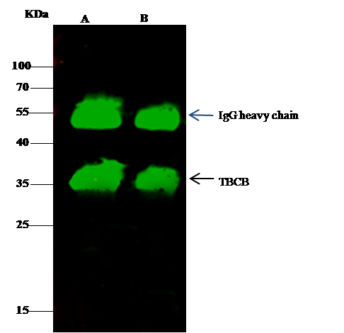 CKAP1 Antibody - Azide and BSA Free