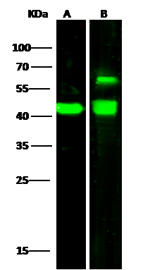 ENO3 Antibody - Azide and BSA Free