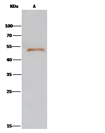ENO3 Antibody - Azide and BSA Free