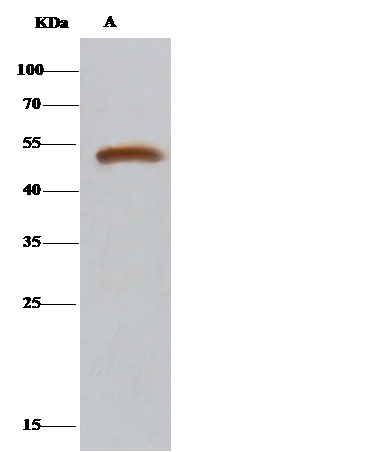 DARS Antibody - Azide and BSA Free