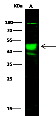 AARSD1 Antibody - Azide and BSA Free