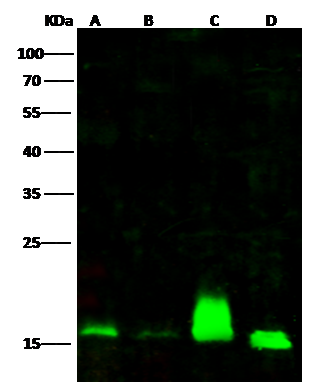 alpha Endosulfine Antibody - Azide and BSA Free
