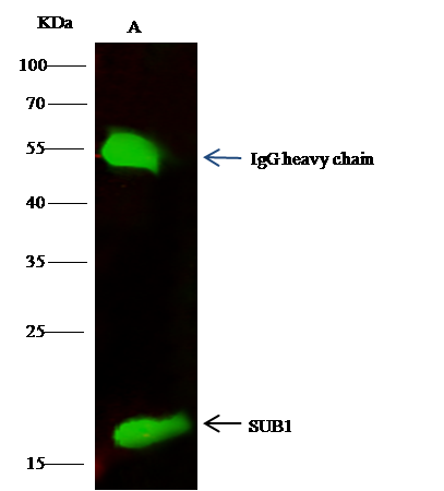 SUB1 Antibody - Azide and BSA Free