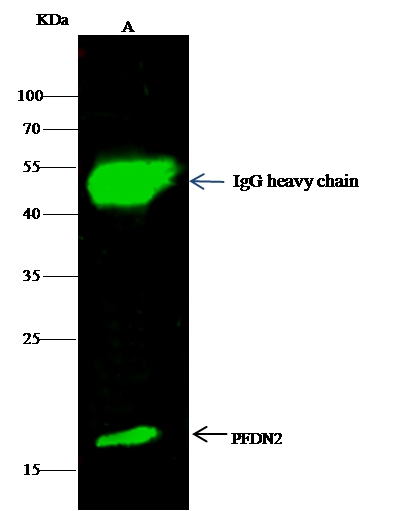 PFDN2 Antibody - Azide and BSA Free