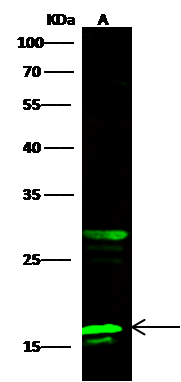 PFDN2 Antibody - Azide and BSA Free