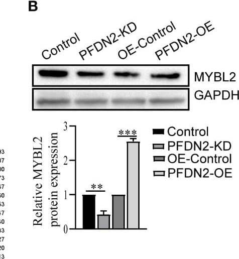 PFDN2 Antibody - Azide and BSA Free