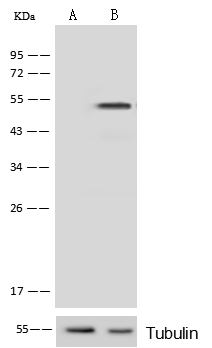 Protein Kinase A regulatory subunit I alpha Antibody - Azide and BSA Free