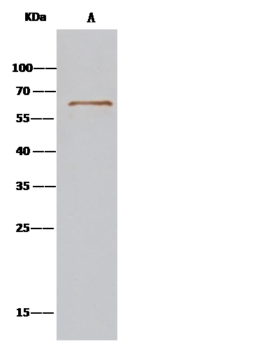 SRFBP1 Antibody - Azide and BSA Free
