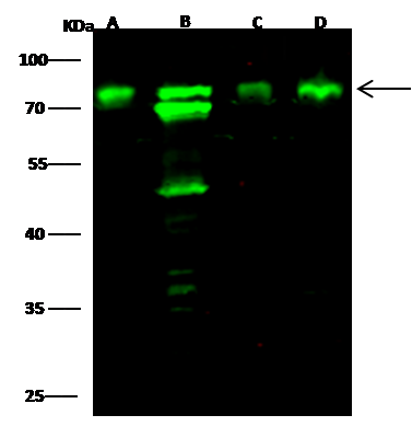 Optineurin Antibody - Azide and BSA Free