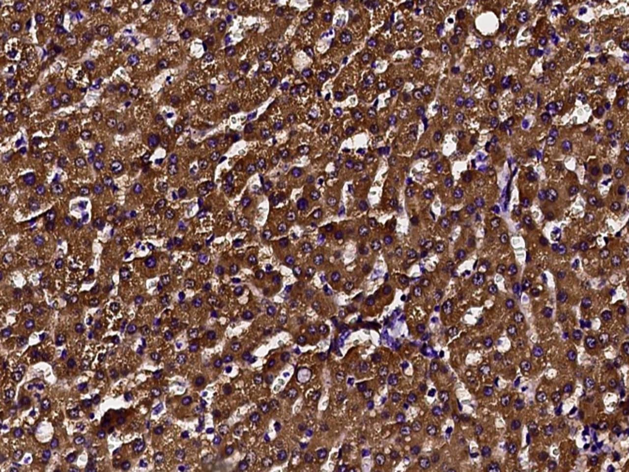 DCXR Antibody - Azide and BSA Free