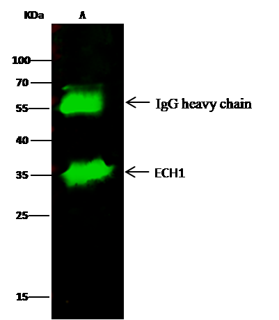 ECH1 Antibody - Azide and BSA Free