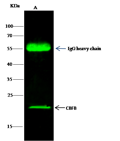 CBFB Antibody - Azide and BSA Free