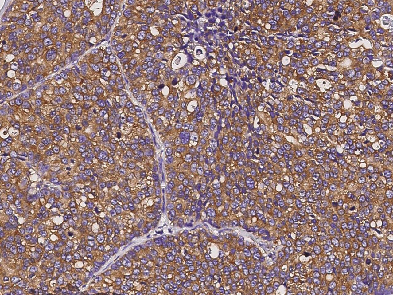 EEF1B2 Antibody - Azide and BSA Free