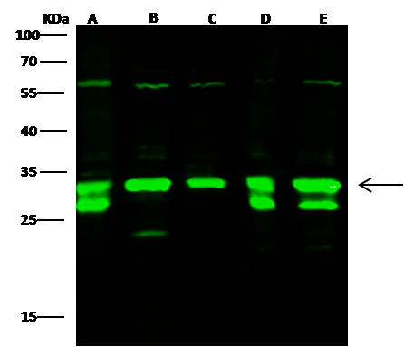 EEF1B2 Antibody - Azide and BSA Free