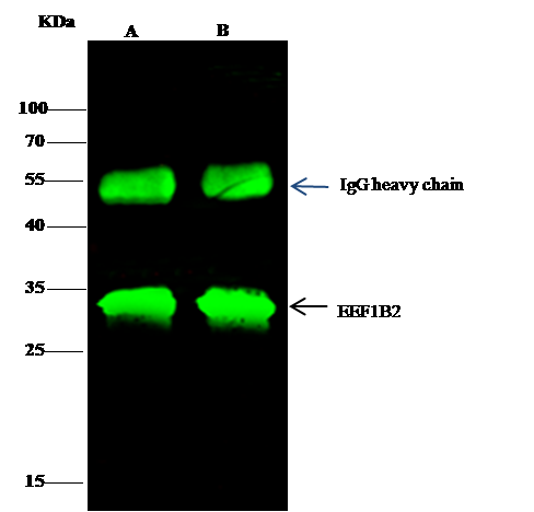 EEF1B2 Antibody - Azide and BSA Free