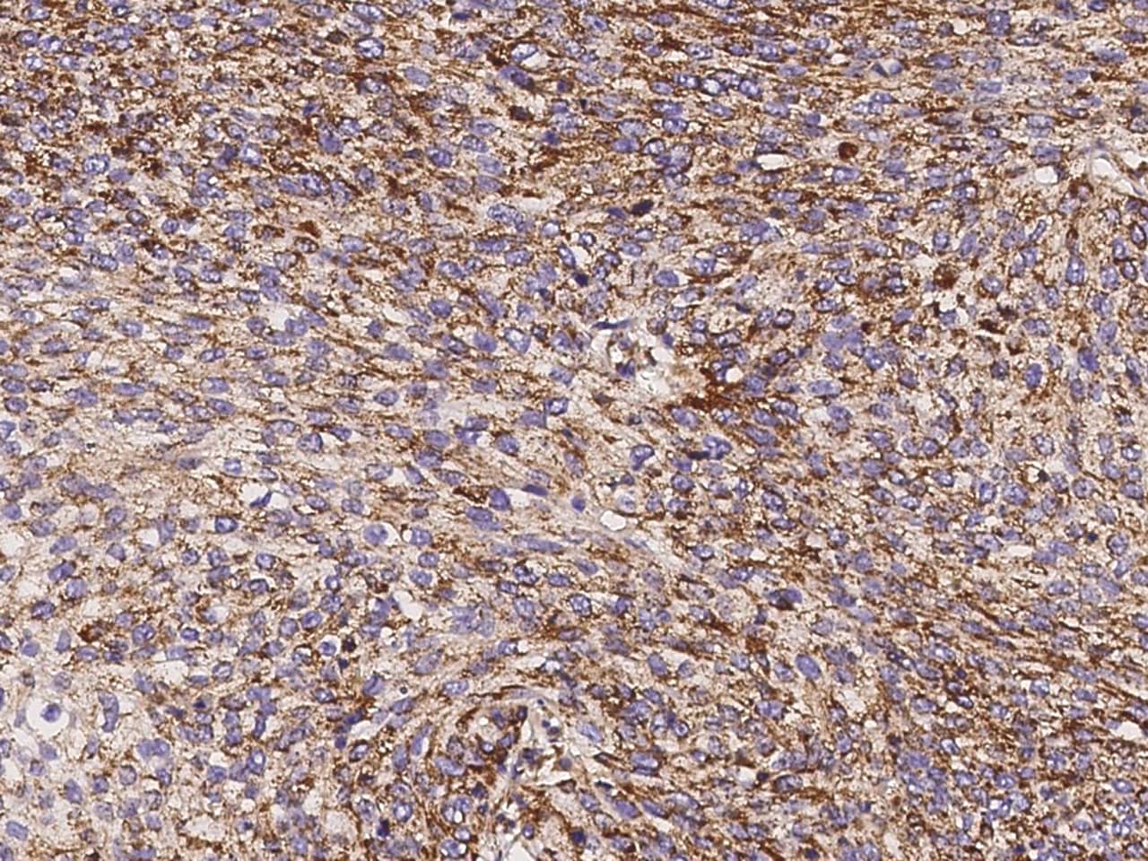 ATP5D Antibody - Azide and BSA Free