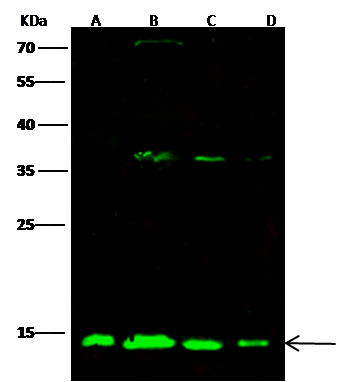 ATP5D Antibody - Azide and BSA Free