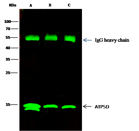 ATP5D Antibody - Azide and BSA Free