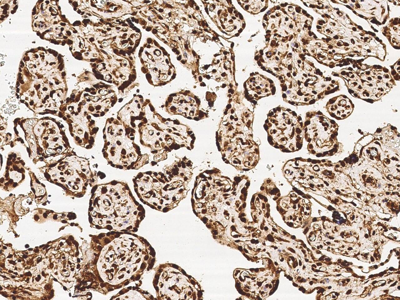 MRTO4 Antibody - Azide and BSA Free