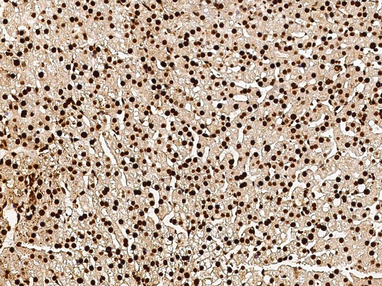 MRTO4 Antibody - Azide and BSA Free