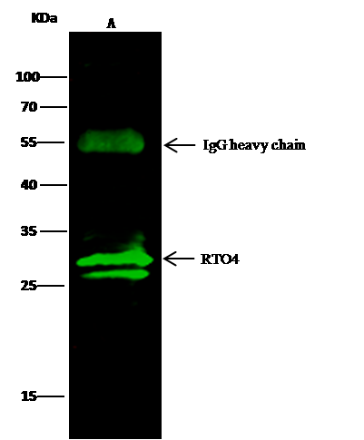 MRTO4 Antibody - Azide and BSA Free