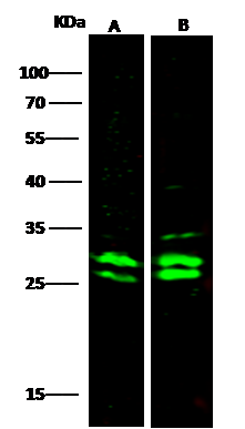 MRTO4 Antibody - Azide and BSA Free