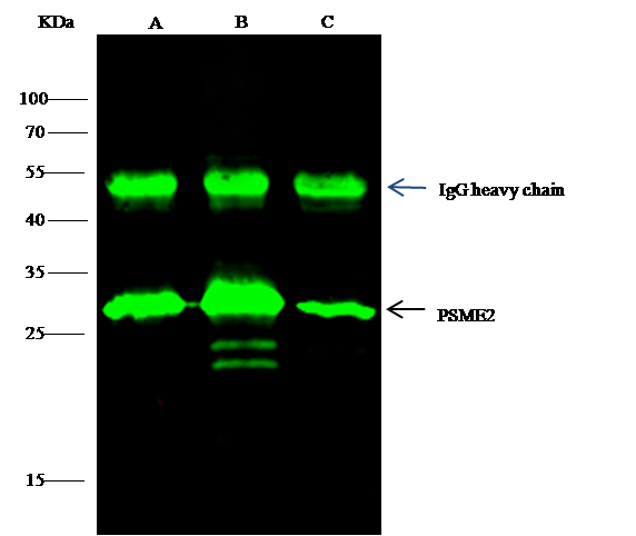 PA28 Activator beta Subunit/PSME2 Antibody - Azide and BSA Free