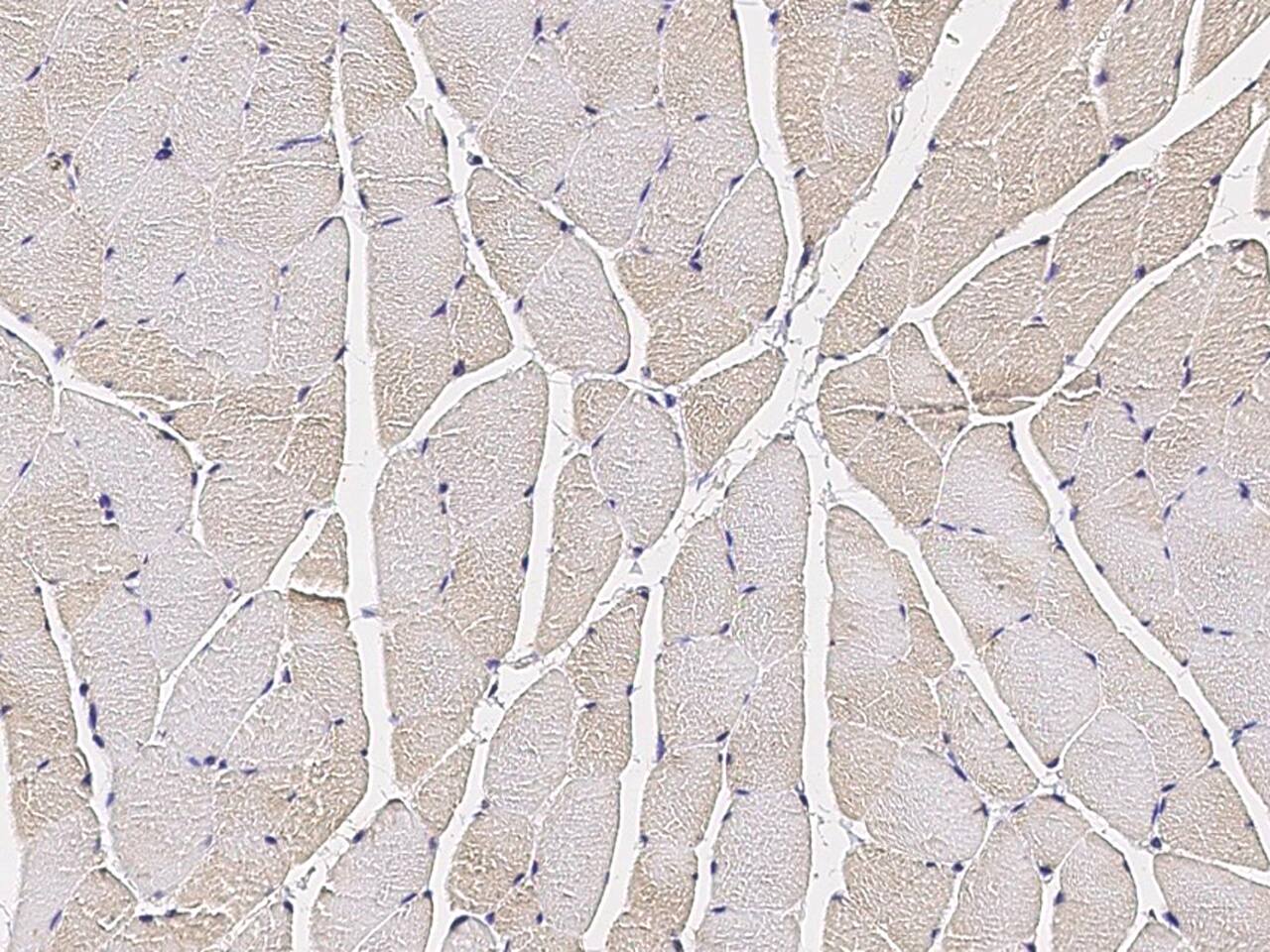 COX4NB Antibody - Azide and BSA Free
