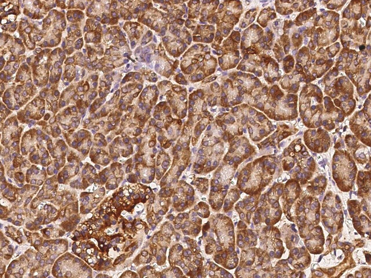 COX4NB Antibody - Azide and BSA Free