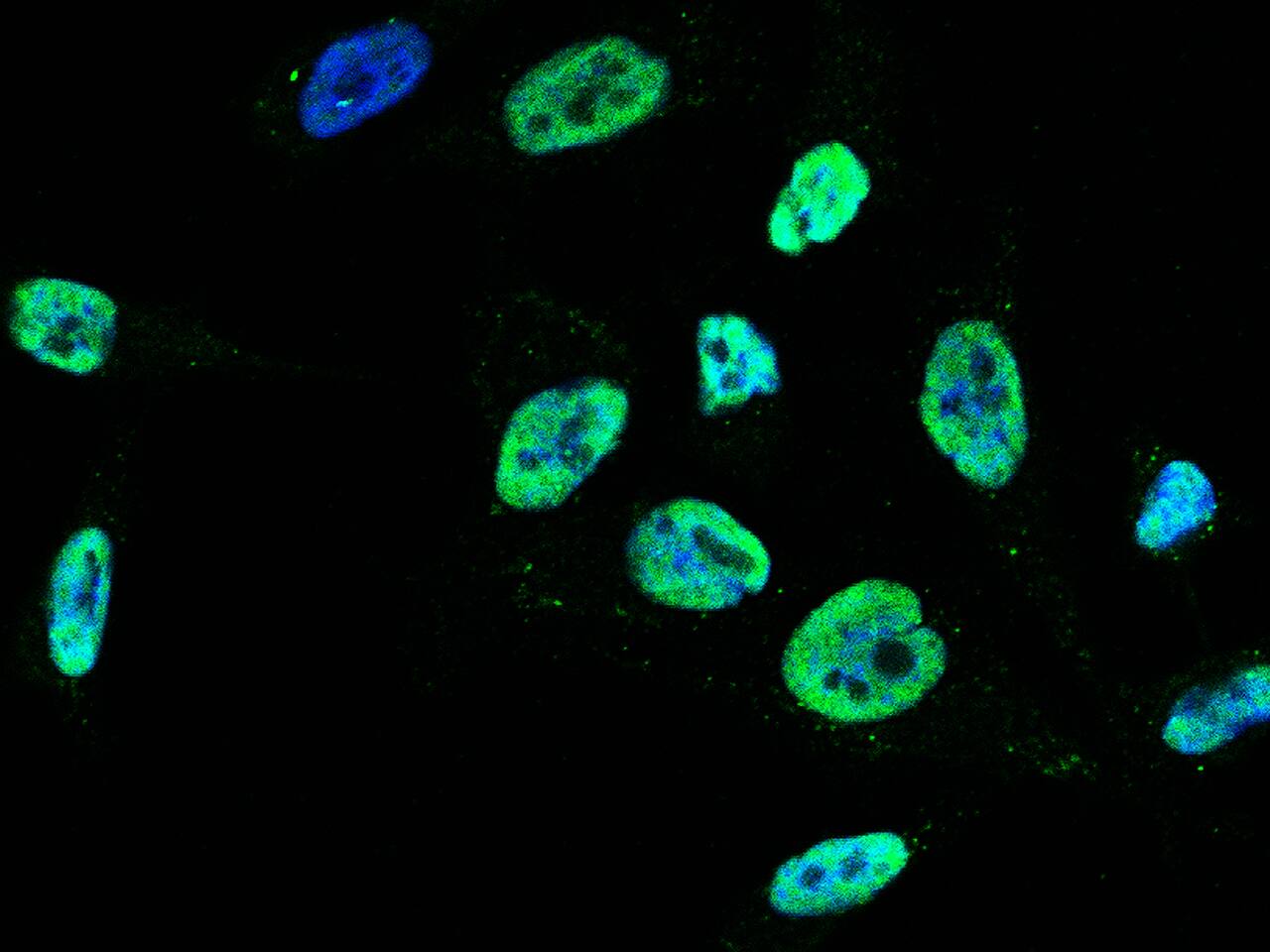 PA28 Activator gamma Subunit/PSME3 Antibody - Azide and BSA Free