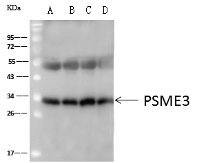 PA28 Activator gamma Subunit/PSME3 Antibody - Azide and BSA Free