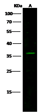 Calsenilin Antibody - Azide and BSA Free