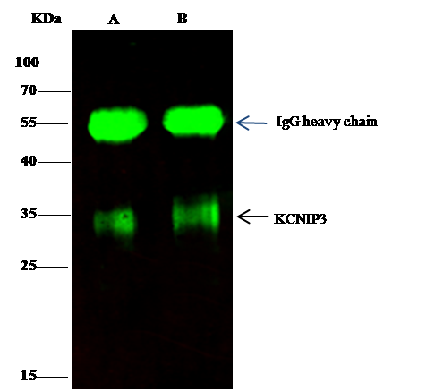 Calsenilin Antibody - Azide and BSA Free