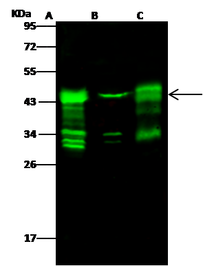Adenosine Deaminase/ADA Antibody - Azide and BSA Free