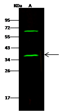 NAPA Antibody - Azide and BSA Free