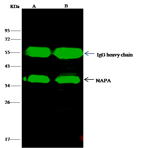 NAPA Antibody - Azide and BSA Free