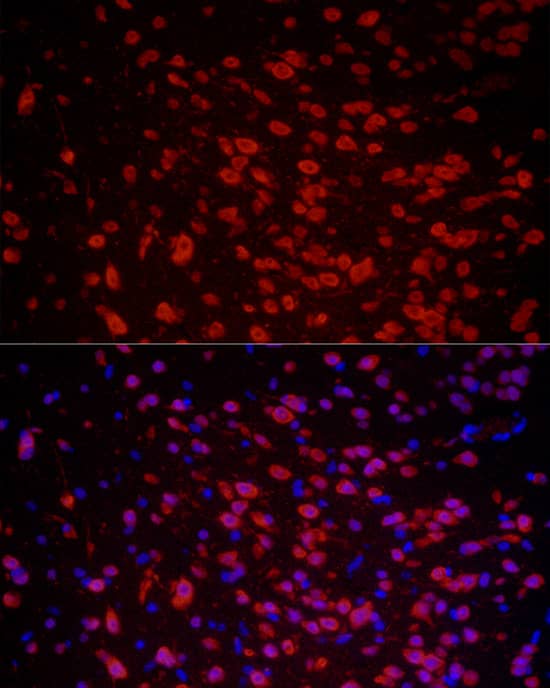 HuC Antibody - Azide and BSA Free