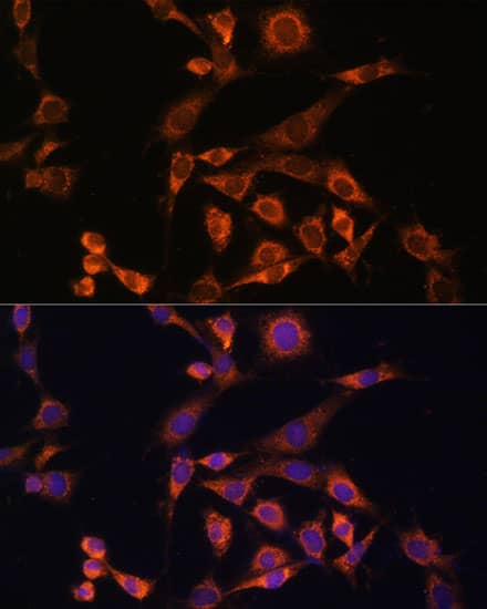 MEK2 Antibody - Azide and BSA Free